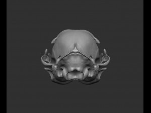 skull cat Modèle 3D