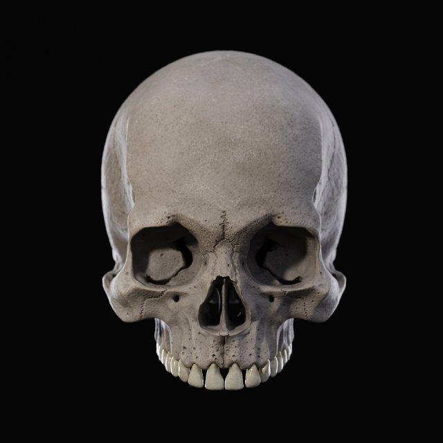 Skull human 3D Model .c4d .max .obj .3ds .fbx .stl .blend 