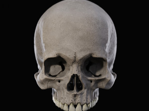Skull human 3Dモデル