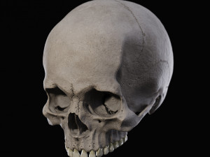 Skull human 3D Model