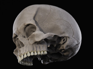 Skull human 3D Model