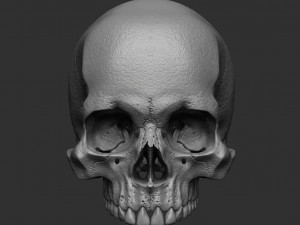 Skull human 3D Model