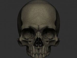 Skull human 3D Model