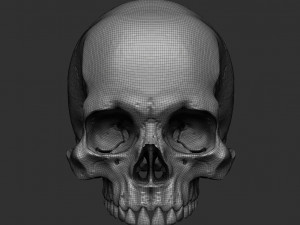 Skull human 3D Model