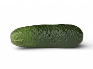 Cucumber Model 3D