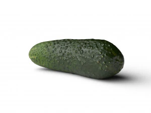 Cucumber 3D Model