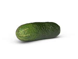 Cucumber 3D Model