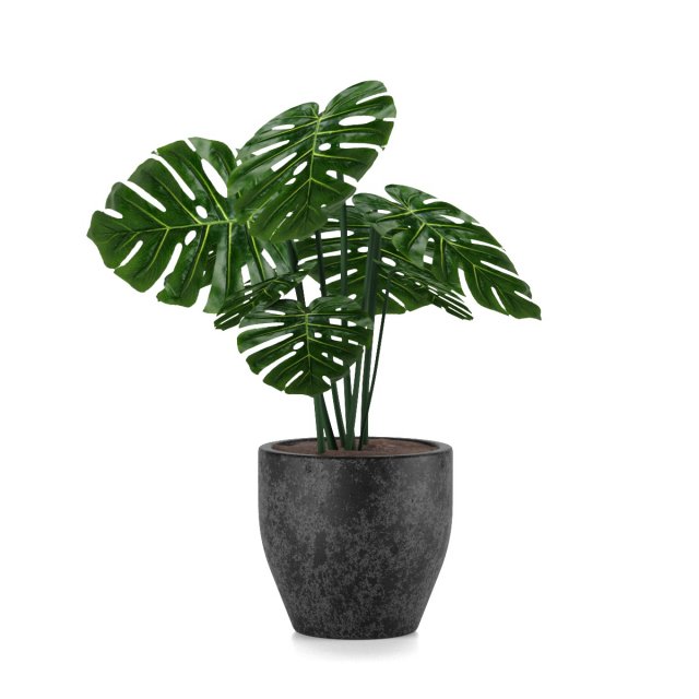 monstera 3D 모델 .c4d .max .obj .3ds .fbx .stl .blend 
