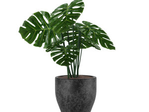monstera Modelo 3D