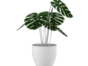 monstera 3D 모델