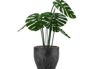 monstera 3D 모델