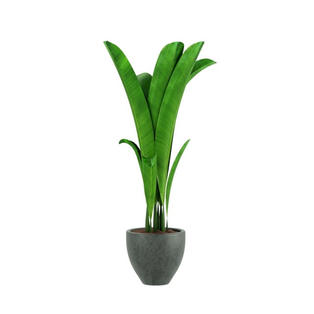 plants 3Dモデル .c4d .max .obj .3ds .fbx .stl .blend 
