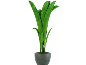 plants 3D-Modell