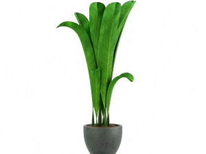 plants 3D Model