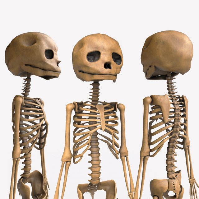 foetus skeleton - pbr Model 3D .c4d .max .obj .3ds .fbx .stl .blend 