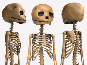 foetus skeleton - pbr 3D Model