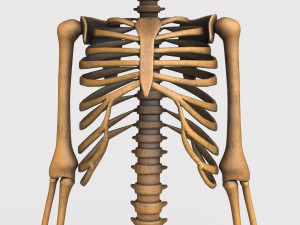 foetus skeleton - pbr Model 3D