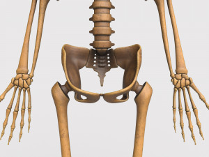 foetus skeleton - pbr Model 3D