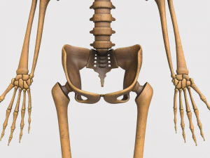 胎儿骨骼 - pbr 3D 模型