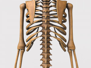 foetus skeleton - pbr Model 3D