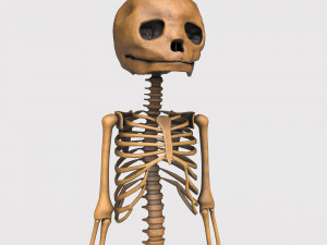 foetus skeleton - pbr Model 3D