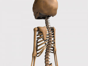 foetus skeleton - pbr Model 3D
