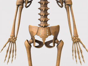 foetus skeleton - pbr Model 3D