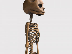 foetus skeleton - pbr Model 3D