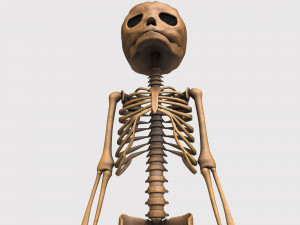foetus skeleton - pbr Model 3D