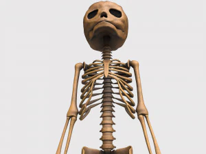 胎儿骨骼 - pbr 3D 模型