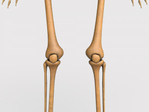 foetus skeleton - pbr Model 3D