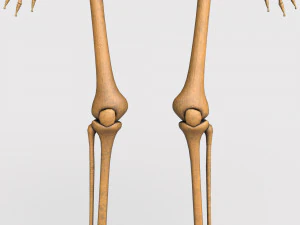 胎儿骨骼 - pbr 3D 模型