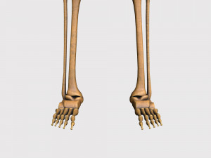 foetus skeleton - pbr Model 3D