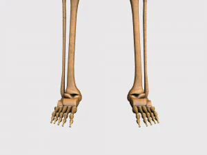 胎儿骨骼 - pbr 3D 模型