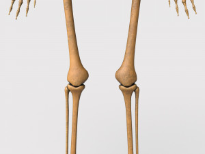 foetus skeleton - pbr Model 3D