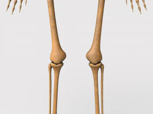 胎儿骨骼 - pbr 3D 模型