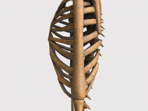 foetus skeleton - pbr Model 3D