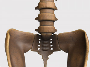 foetus skeleton - pbr Model 3D