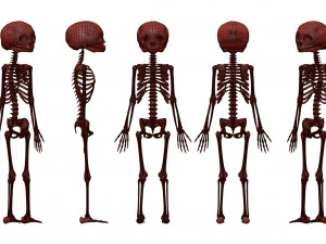 胎儿骨骼 - pbr 3D 模型