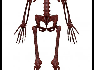 胎儿骨骼 - pbr 3D 模型