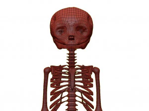 胎儿骨骼 - pbr 3D 模型