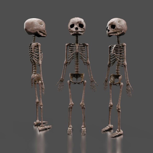 foetus skeleton - pbr 3D Модель .c4d .max .obj .3ds .fbx .stl .blend 