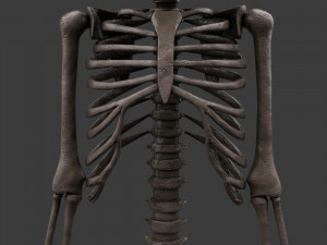 foetus skeleton - pbr 3D Модель