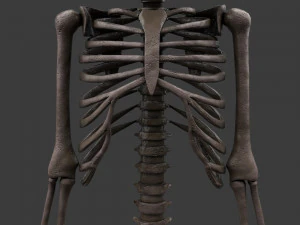 胎児の骨格 - pbr 3Dモデル