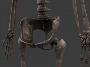 foetus skeleton - pbr 3D Модель