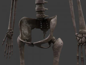 胎児の骨格 - pbr 3Dモデル