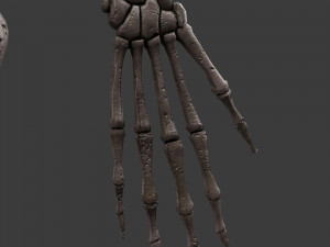 foetus skeleton - pbr 3D Модель