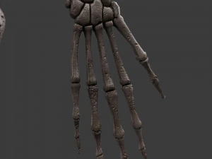 胎児の骨格 - pbr 3Dモデル