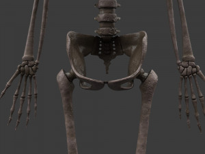 foetus skeleton - pbr 3D Модель