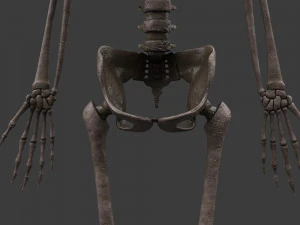 胎児の骨格 - pbr 3Dモデル